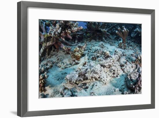 A Crocodilefish Lays on the Seafloor Near an Artificial Reef-Stocktrek Images-Framed Photographic Print