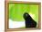 A Crow Stares at the Camera with Great Curiosity-Alex Saberi-Framed Premier Image Canvas