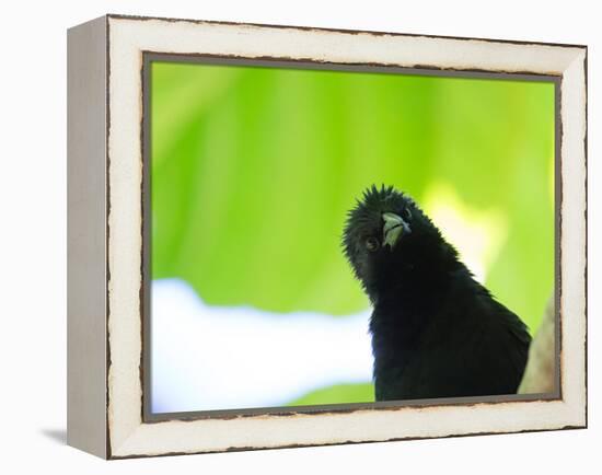 A Crow Stares at the Camera with Great Curiosity-Alex Saberi-Framed Premier Image Canvas