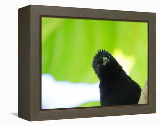 A Crow Stares at the Camera with Great Curiosity-Alex Saberi-Framed Premier Image Canvas