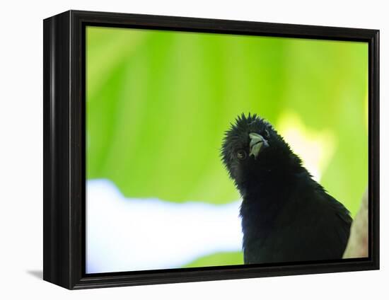 A Crow Stares at the Camera with Great Curiosity-Alex Saberi-Framed Premier Image Canvas