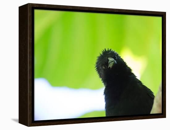 A Crow Stares at the Camera with Great Curiosity-Alex Saberi-Framed Premier Image Canvas