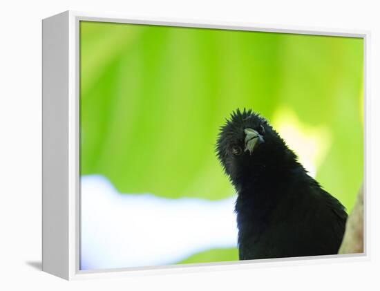 A Crow Stares at the Camera with Great Curiosity-Alex Saberi-Framed Premier Image Canvas