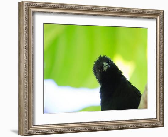 A Crow Stares at the Camera with Great Curiosity-Alex Saberi-Framed Photographic Print