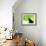 A Crow Stares at the Camera with Great Curiosity-Alex Saberi-Framed Photographic Print displayed on a wall