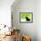 A Crow Stares at the Camera with Great Curiosity-Alex Saberi-Framed Photographic Print displayed on a wall