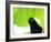 A Crow Stares at the Camera with Great Curiosity-Alex Saberi-Framed Photographic Print