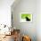 A Crow Stares at the Camera with Great Curiosity-Alex Saberi-Framed Photographic Print displayed on a wall