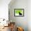 A Crow Stares at the Camera with Great Curiosity-Alex Saberi-Framed Photographic Print displayed on a wall