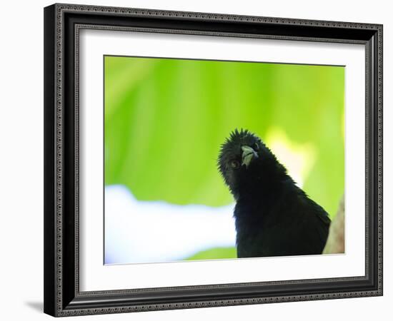 A Crow Stares at the Camera with Great Curiosity-Alex Saberi-Framed Photographic Print