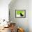 A Crow Stares at the Camera with Great Curiosity-Alex Saberi-Framed Photographic Print displayed on a wall