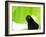 A Crow Stares at the Camera with Great Curiosity-Alex Saberi-Framed Photographic Print