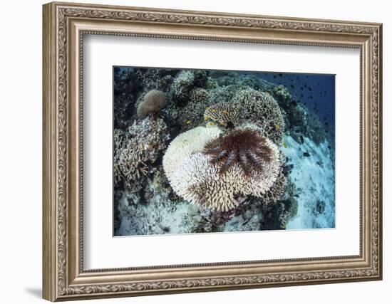A Crown-Of-Thorns Starfish Feeds on a Table Coral-Stocktrek Images-Framed Photographic Print