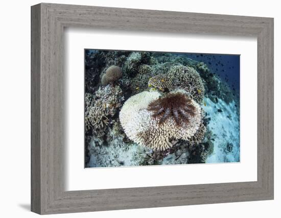 A Crown-Of-Thorns Starfish Feeds on a Table Coral-Stocktrek Images-Framed Photographic Print