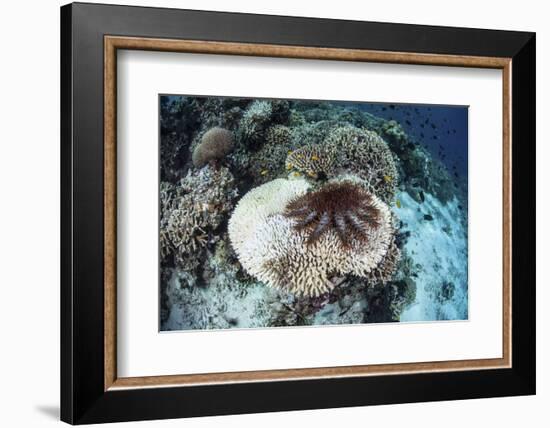 A Crown-Of-Thorns Starfish Feeds on a Table Coral-Stocktrek Images-Framed Photographic Print