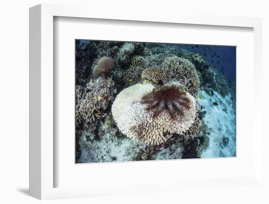 A Crown-Of-Thorns Starfish Feeds on a Table Coral-Stocktrek Images-Framed Photographic Print