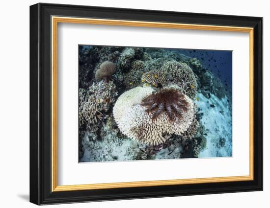 A Crown-Of-Thorns Starfish Feeds on a Table Coral-Stocktrek Images-Framed Photographic Print