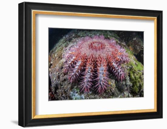 A Crown-Of-Thorns Starfish Feeds on Coral-Stocktrek Images-Framed Photographic Print