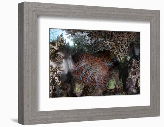 A Crown-Of-Thorns Starfish Feeds on Corals on a Reef-Stocktrek Images-Framed Photographic Print