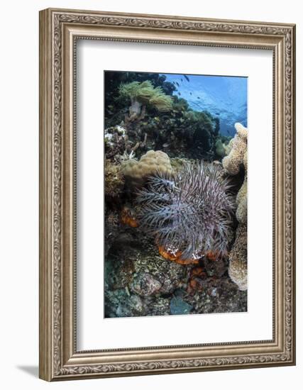 A Crown-Of-Thorns Starfish on a Reef in Indonesia-Stocktrek Images-Framed Photographic Print