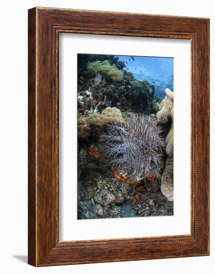 A Crown-Of-Thorns Starfish on a Reef in Indonesia-Stocktrek Images-Framed Photographic Print