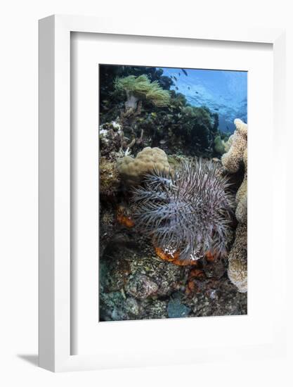 A Crown-Of-Thorns Starfish on a Reef in Indonesia-Stocktrek Images-Framed Photographic Print