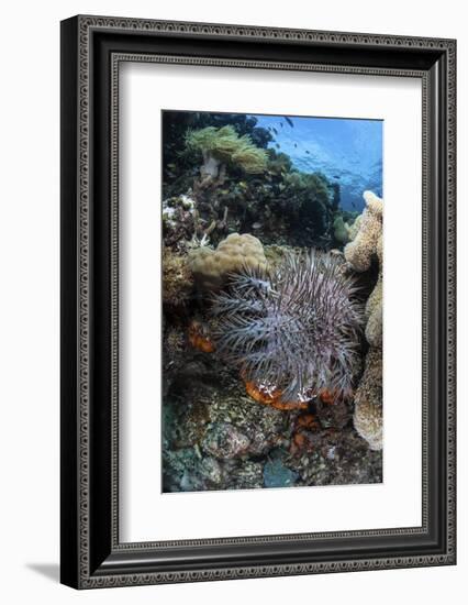 A Crown-Of-Thorns Starfish on a Reef in Indonesia-Stocktrek Images-Framed Photographic Print