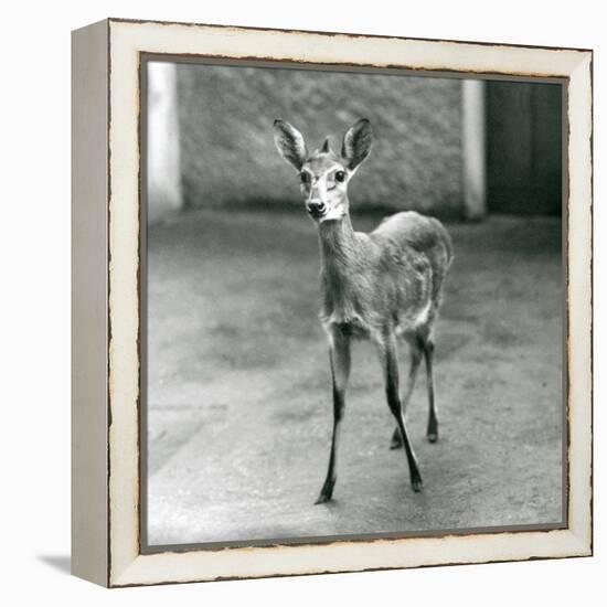 A Crowned/Sahel/West African Bush Duiker at London Zoo in August 1927 (B/W Photo)-Frederick William Bond-Framed Premier Image Canvas