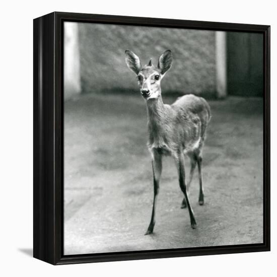 A Crowned/Sahel/West African Bush Duiker at London Zoo in August 1927 (B/W Photo)-Frederick William Bond-Framed Premier Image Canvas