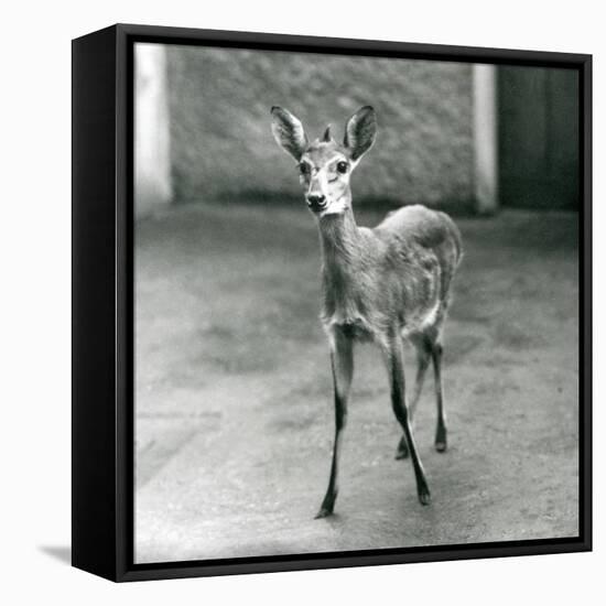 A Crowned/Sahel/West African Bush Duiker at London Zoo in August 1927 (B/W Photo)-Frederick William Bond-Framed Premier Image Canvas