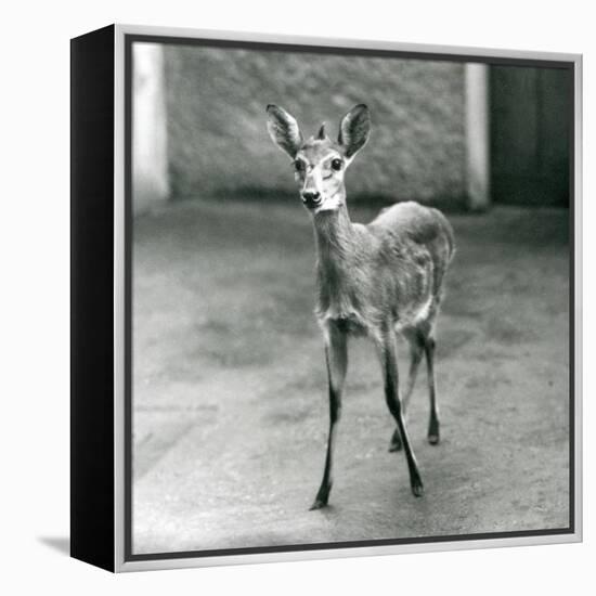 A Crowned/Sahel/West African Bush Duiker at London Zoo in August 1927 (B/W Photo)-Frederick William Bond-Framed Premier Image Canvas