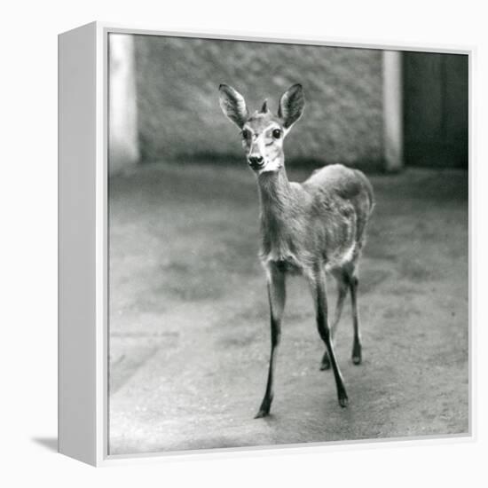 A Crowned/Sahel/West African Bush Duiker at London Zoo in August 1927 (B/W Photo)-Frederick William Bond-Framed Premier Image Canvas