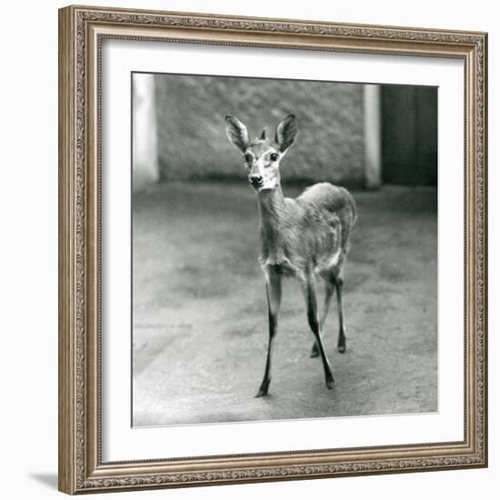 A Crowned/Sahel/West African Bush Duiker at London Zoo in August 1927 (B/W Photo)-Frederick William Bond-Framed Giclee Print