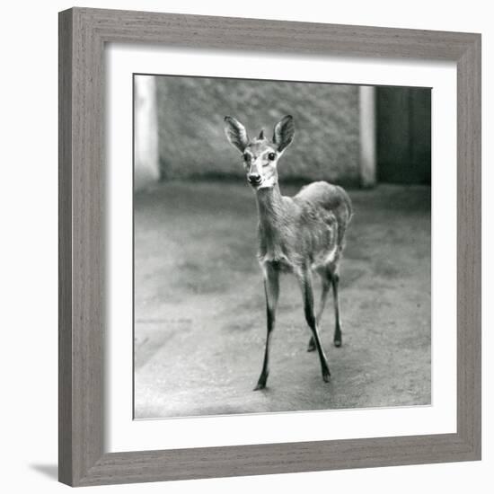 A Crowned/Sahel/West African Bush Duiker at London Zoo in August 1927 (B/W Photo)-Frederick William Bond-Framed Giclee Print