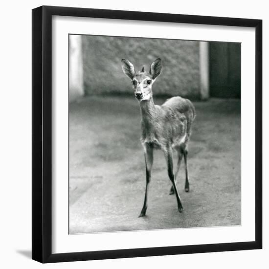 A Crowned/Sahel/West African Bush Duiker at London Zoo in August 1927 (B/W Photo)-Frederick William Bond-Framed Giclee Print