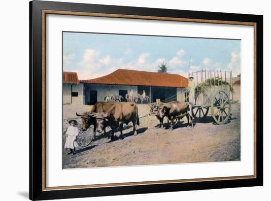 A Cuban Ox Team, Early 20th Century-Harris Bros & Co.-Framed Giclee Print