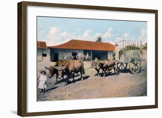 A Cuban Ox Team, Early 20th Century-Harris Bros & Co.-Framed Giclee Print