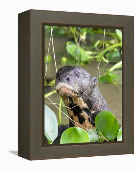 A curious adult giant river otter (Pteronura brasiliensis), on the Rio Nego, Mato Grosso, Pantanal-Michael Nolan-Framed Premier Image Canvas