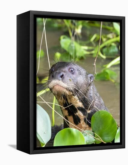 A curious adult giant river otter (Pteronura brasiliensis), on the Rio Nego, Mato Grosso, Pantanal-Michael Nolan-Framed Premier Image Canvas