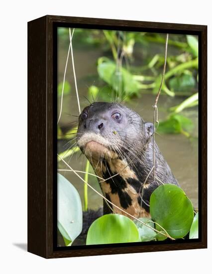 A curious adult giant river otter (Pteronura brasiliensis), on the Rio Nego, Mato Grosso, Pantanal-Michael Nolan-Framed Premier Image Canvas