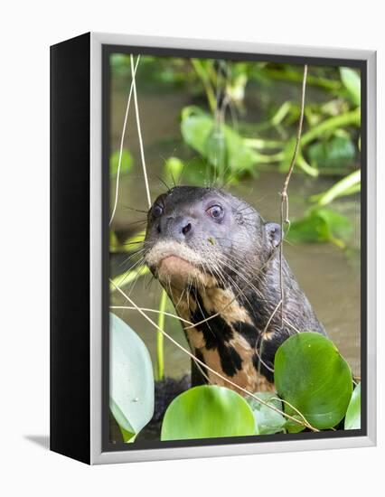 A curious adult giant river otter (Pteronura brasiliensis), on the Rio Nego, Mato Grosso, Pantanal-Michael Nolan-Framed Premier Image Canvas
