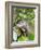 A curious adult giant river otter (Pteronura brasiliensis), on the Rio Nego, Mato Grosso, Pantanal-Michael Nolan-Framed Photographic Print