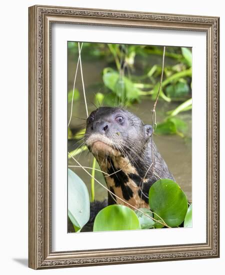 A curious adult giant river otter (Pteronura brasiliensis), on the Rio Nego, Mato Grosso, Pantanal-Michael Nolan-Framed Photographic Print