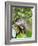 A curious adult giant river otter (Pteronura brasiliensis), on the Rio Nego, Mato Grosso, Pantanal-Michael Nolan-Framed Photographic Print