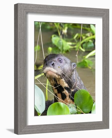 A curious adult giant river otter (Pteronura brasiliensis), on the Rio Nego, Mato Grosso, Pantanal-Michael Nolan-Framed Photographic Print