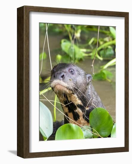 A curious adult giant river otter (Pteronura brasiliensis), on the Rio Nego, Mato Grosso, Pantanal-Michael Nolan-Framed Photographic Print