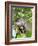 A curious adult giant river otter (Pteronura brasiliensis), on the Rio Nego, Mato Grosso, Pantanal-Michael Nolan-Framed Photographic Print