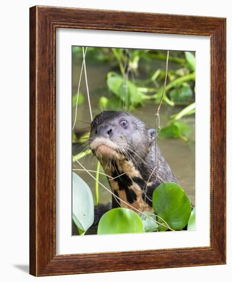 A curious adult giant river otter (Pteronura brasiliensis), on the Rio Nego, Mato Grosso, Pantanal-Michael Nolan-Framed Photographic Print