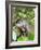 A curious adult giant river otter (Pteronura brasiliensis), on the Rio Nego, Mato Grosso, Pantanal-Michael Nolan-Framed Photographic Print