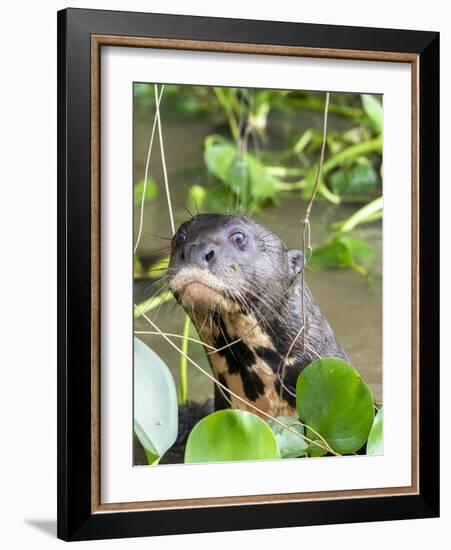 A curious adult giant river otter (Pteronura brasiliensis), on the Rio Nego, Mato Grosso, Pantanal-Michael Nolan-Framed Photographic Print